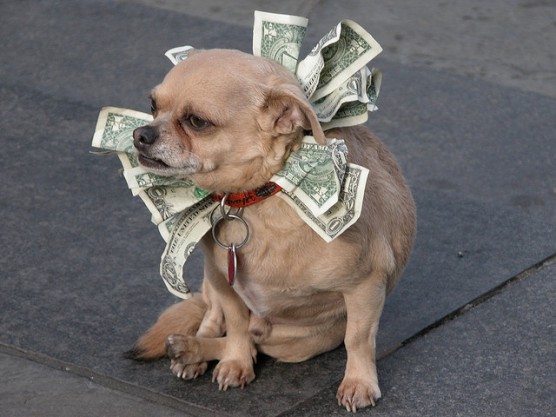 moneydog